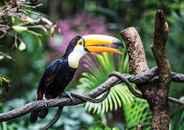 Toekan fotobehang, Vogel vlies behang, Jungle, Muurdeco4kids beschikbaar voor biedingen