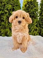 Prachtige boomer x toy poedel pups, Dieren en Toebehoren, Honden | Chihuahua's en Gezelschapshonden, Nederland, Overige rassen