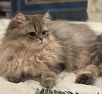 Dekkater brits langhaar/ perzisch langhaar, Dieren en Toebehoren, Katten en Kittens | Raskatten | Langhaar, Poes