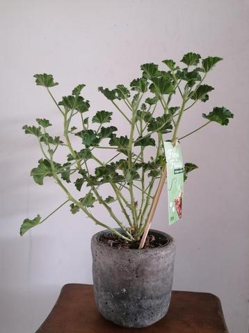 Cola pelargonium geranium beschikbaar voor biedingen