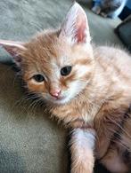 Sociale kittens, Dieren en Toebehoren, Katten en Kittens | Overige Katten, Meerdere dieren, Kortharig, 0 tot 2 jaar