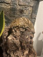 Leachianus  Nuu Ana Gecko, Hagedis