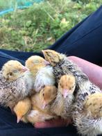 12 japanse kwartel kuikens, Dieren en Toebehoren, Pluimvee, Geslacht onbekend, Overige soorten