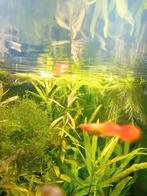 3 koigupmannen., Dieren en Toebehoren, Vissen | Aquariumvissen, Vis