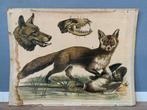 Oude schoolplaat vos en wolf - vintage retro poster plaat, Antiek en Kunst, Antiek | Schoolplaten, Natuur en Biologie, Ophalen