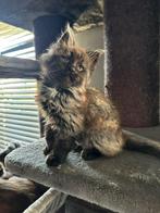 Maine Coon katertje, Dieren en Toebehoren, Katten en Kittens | Raskatten | Langhaar, Kater, Gechipt, 0 tot 2 jaar