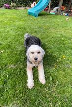 Pups verwacht. Aussiedoodle midi merle, Dieren en Toebehoren, Honden | Niet-rashonden, Rabiës (hondsdolheid), 8 tot 15 weken, Meerdere