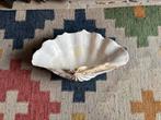 Grote doopvontschelp, Verzamelen, Mineralen en Fossielen, Ophalen of Verzenden, Mineraal