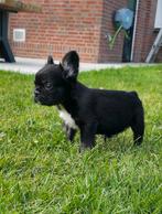 🥰 super leuke en lieve fluffy franse bulldog pup reu  🥰, Reu, CDV (hondenziekte), 8 tot 15 weken, Bulldog