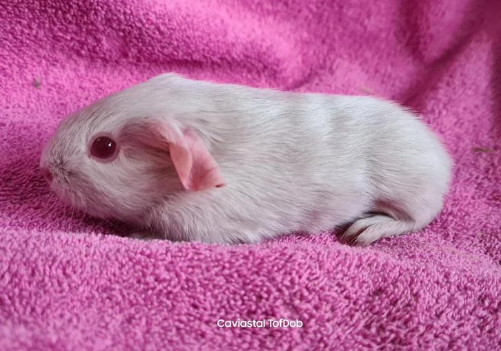 lilac gladhaar zeugje cavia, Dieren en Toebehoren, Knaagdieren, Vrouwelijk, Cavia, Oktober