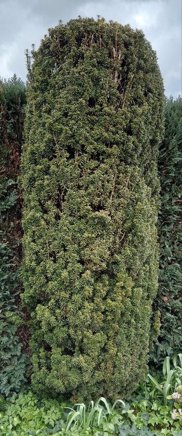 Taxus, ongeveer 250cm hoog