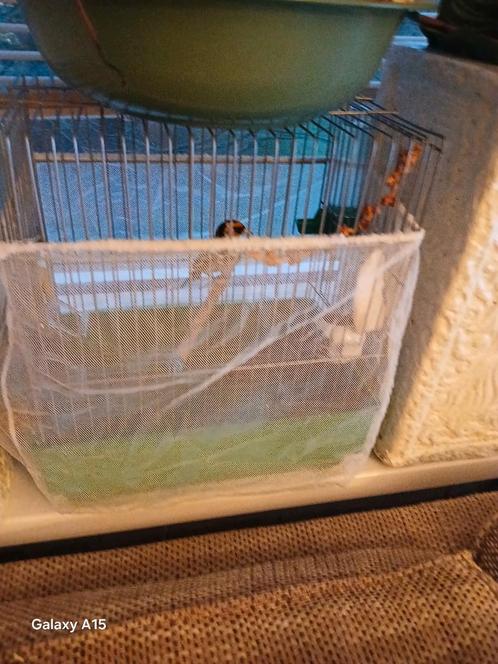 -Een-parva putter kleine van 2023 (mesatro), Dieren en Toebehoren, Vogels | Overige Vogels, Wildzangvogel, Mannelijk, Geringd