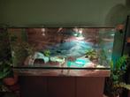Russische vierteen schildpad compleet met terrarium., Dieren en Toebehoren, Schildpad, Met terrarium