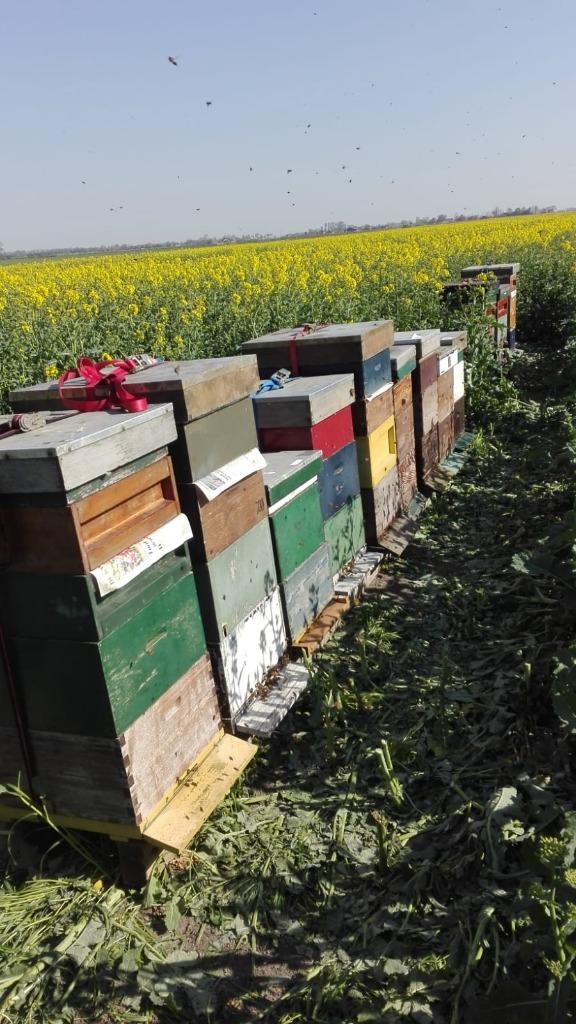 Bijenkasten te koop, Dieren en Toebehoren, Insecten en Spinnen, Bijen