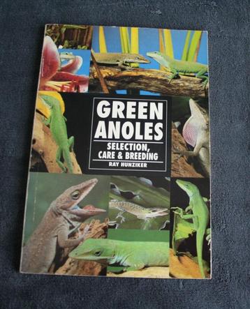 Green anoles (groene hagedis) beschikbaar voor biedingen