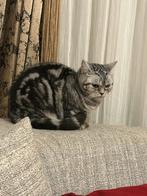 Birtse korthaar, Dieren en Toebehoren, Katten en Kittens | Overige Katten, Poes