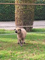 Hamshire down ram van  mei 2025, Dieren en Toebehoren, Schapen, Geiten en Varkens, Mannelijk, Schaap