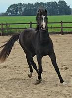 ###Super mooie valk NRPS jaarling hengst ###, Niet van toepassing, 0 tot 2 jaar, Hengst, Recreatiepony