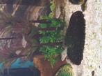 Malawi chiclide cobeu aulona cara, Dieren en Toebehoren, Vissen | Aquariumvissen, Vis