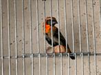 Oranje wever man, Mannelijk, Tropenvogel