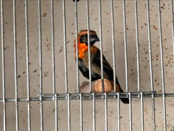 Oranje wever man beschikbaar voor biedingen