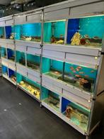 Kweekstelling kweekblok aquarium siervissen cichliden 1170L, Ophalen, Gebruikt, Leeg aquarium