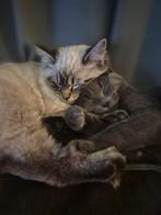 Kruising Ragdoll kitten Bo zoekt een liefdevol thuis, Poes, Ontwormd, 0 tot 2 jaar