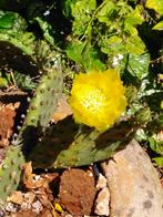 Opuntia, Volle zon, Vaste plant, Zomer, Ophalen
