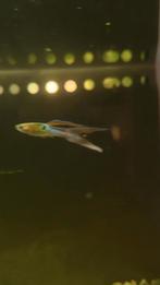 Endlers, mannetjes en vrouwtjes. 3maanden oud., Dieren en Toebehoren, Vis