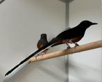 Schamalijster - copsychus malabaricus, Dieren en Toebehoren, Vogels | Overige Vogels, Meerdere dieren, Tropenvogel, Geringd