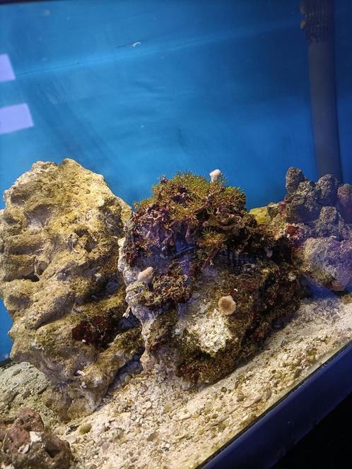 Levend steen €10 per kg, Dieren en Toebehoren, Vissen | Aquaria en Toebehoren, Nieuw, Plant(en), Steen of Hout, Ophalen