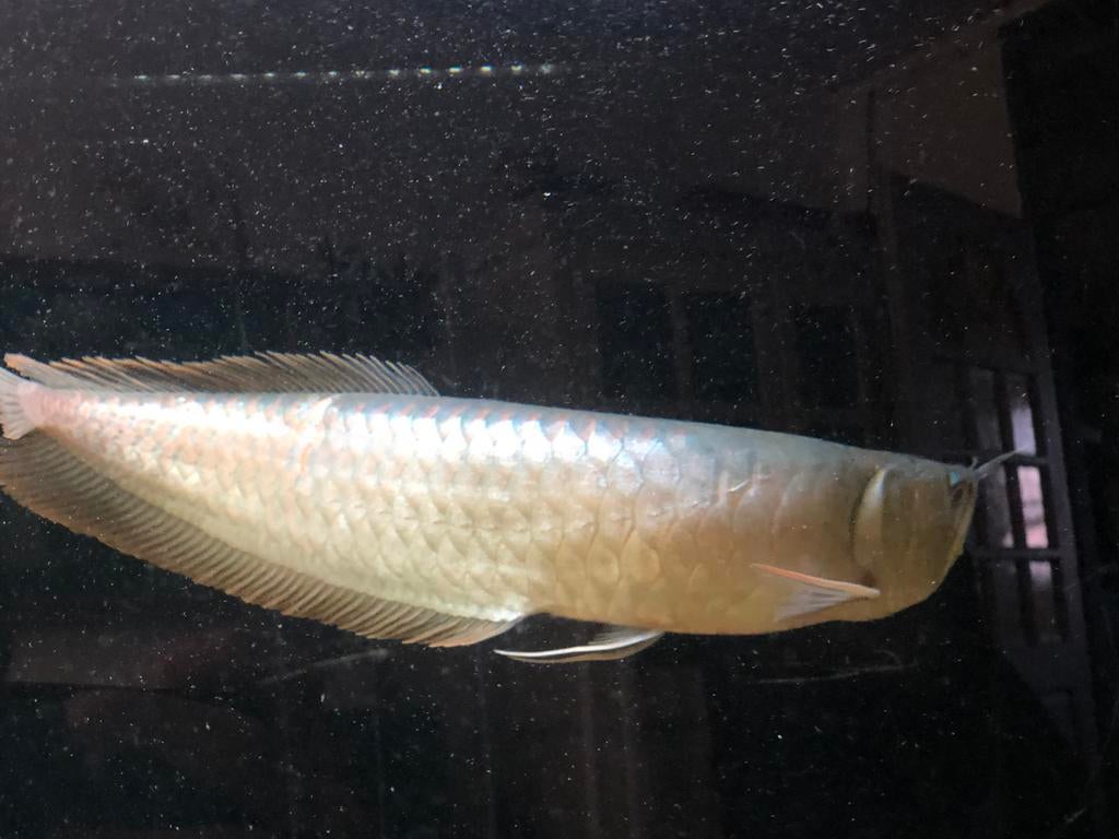 Arowana rond 40cm  zilver met rood, Dieren en Toebehoren, Vis