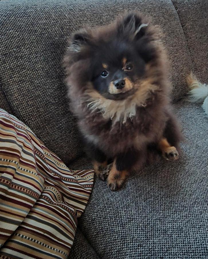 Pomeriaan pup met stamboom, Dieren en Toebehoren, Honden | Poolhonden, Keeshonden en Oertypen, Reu, Keeshond, Particulier, Eén hond