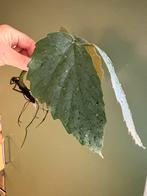 gewortelde Stek CISSUS tetrastigma voinierianum, Overige soorten, Vaste plant, Ophalen of Verzenden, Bloeit niet