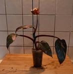 Philodendron Pink Princess, Ophalen of Verzenden, Halfschaduw, Minder dan 100 cm