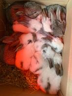 Jonge Vlaamse reus/Lotharinger konijntjes, Dieren en Toebehoren, Konijnen, Meerdere dieren, Groot