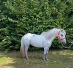Super lieve mooie grote maat unieke appaloosa shetlander, Dieren en Toebehoren, Pony's, Recreatiepony