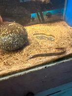 Astacembelus Erythrotaenia - vuural 8-12cm, Vis, Zoetwatervis