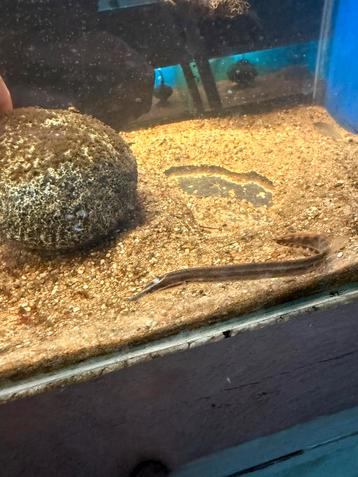 Astacembelus Erythrotaenia - vuural 8-12cm beschikbaar voor biedingen