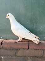 Sierduif, Geslacht onbekend, Overige soorten