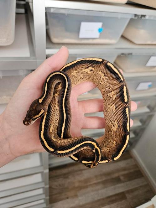 Freeway 0.1 2024 Python Regius, Dieren en Toebehoren, Reptielen en Amfibieën, Slang