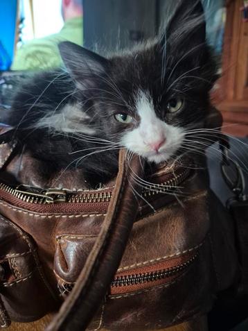 Katertje MainecoonxTurkse Angora beschikbaar voor biedingen