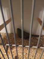 Elegant wildkleur mannen, Dieren en Toebehoren, Mannelijk, Parkiet