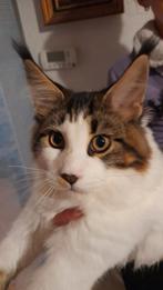 Prachtige groote Maine Coon katertje met stamboom, Dieren en Toebehoren, Katten en Kittens | Raskatten | Langhaar, Kater, Gechipt