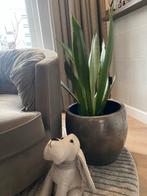 Sanseveria kamerplant, Huis en Inrichting, Overige soorten, In pot, Minder dan 100 cm, Groene kamerplant