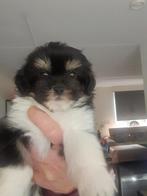 Te koop Boomer pups, Dieren en Toebehoren, Honden | Chihuahua's en Gezelschapshonden, Overige rassen, 8 tot 15 weken, Meerdere