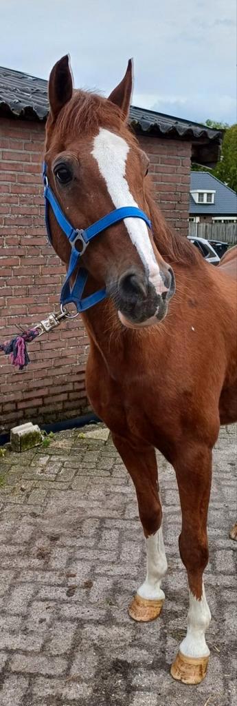 Deze pony's hebben nog plek voor een leaser!, Dieren en Toebehoren, Pony's