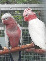 1-1 Rose kaketoe`s split lutino x lutino en een..., Dieren en Toebehoren, Vogels | Parkieten en Papegaaien, Meerdere dieren, Papegaai