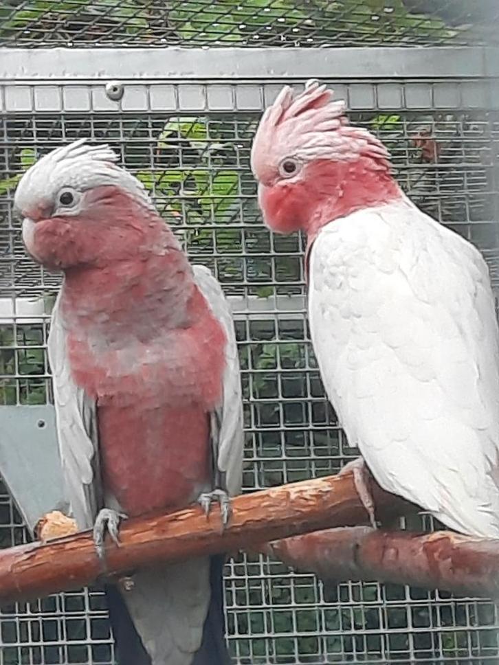 1-1 Rose kaketoe`s split lutino x lutino en een..., Dieren en Toebehoren, Vogels | Parkieten en Papegaaien, Papegaai, Meerdere dieren