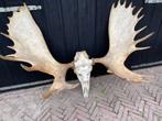 Eland, elandgewei, geweien,schedel,Alaska, mega, moose, Ophalen, Gebruikt, Wild dier, Schedel